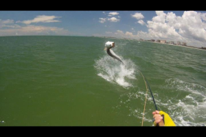Photo Courtesy of Mike Rathgen Leaping Tarpon